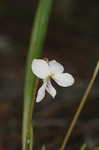 Bog white violet